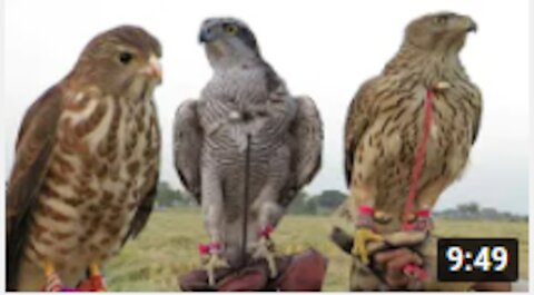 Excellent Hunting Compilation Of Falconry