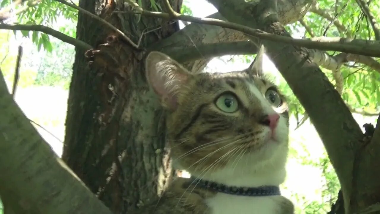 Apartment Cat Goes on a Trip but the Heat Is too Extreme