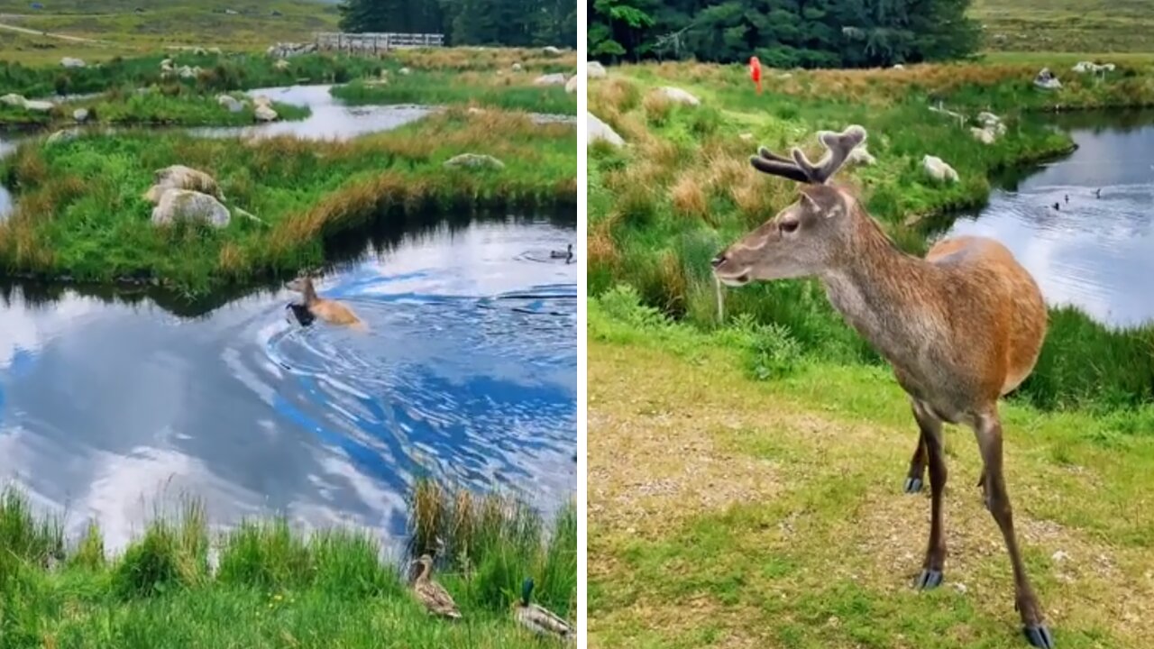 Absolutely iconic shot captured on camera in Scotland