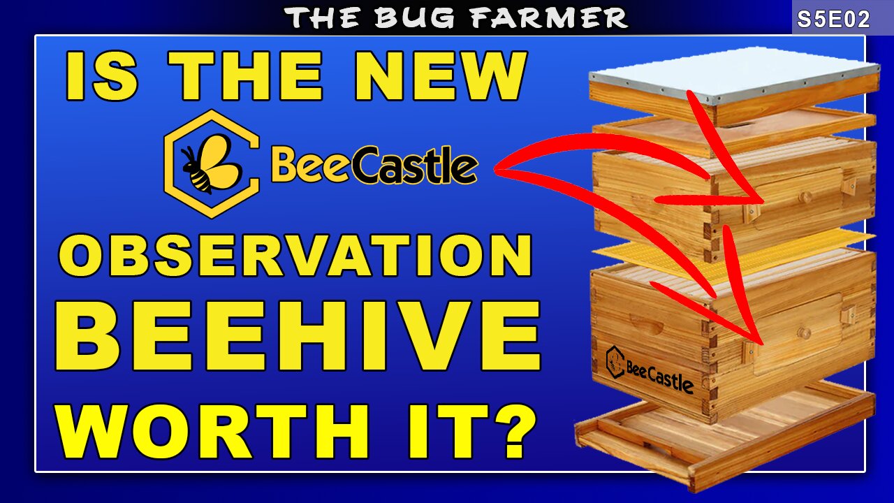 New Bee Castle Observation Hive. | Is it any good? #beekeeping #bees #beecastle #sidehustle #honey