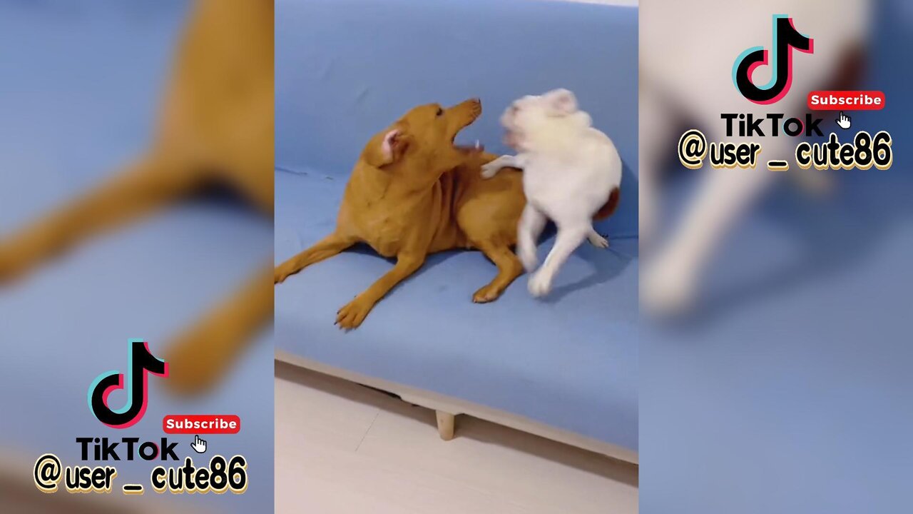 Little two dogs fight, what kind of bad thoughts c