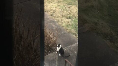 What is the cat doing? #Shorts
