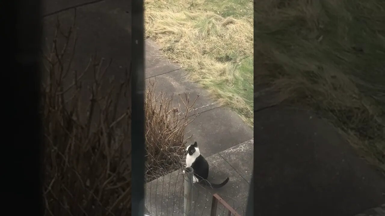 What is the cat doing? #Shorts