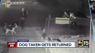 Dog taken on camera in Phoenix returned home