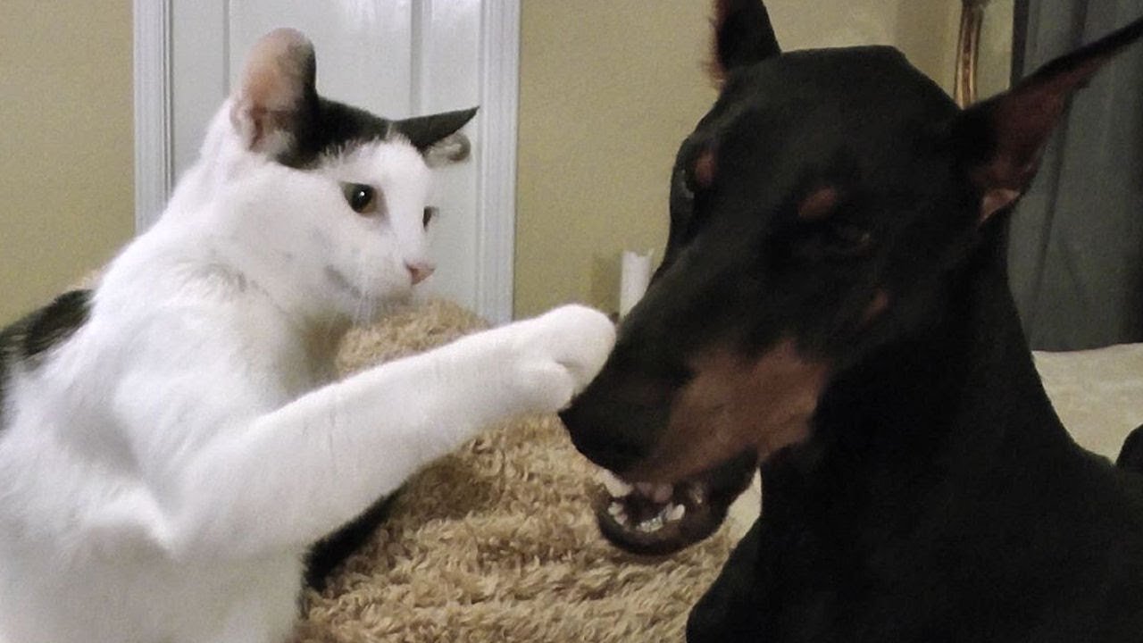 Cat Loves Her Pet Doberman