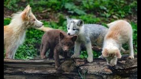 Momma fox and her cubs 🦊