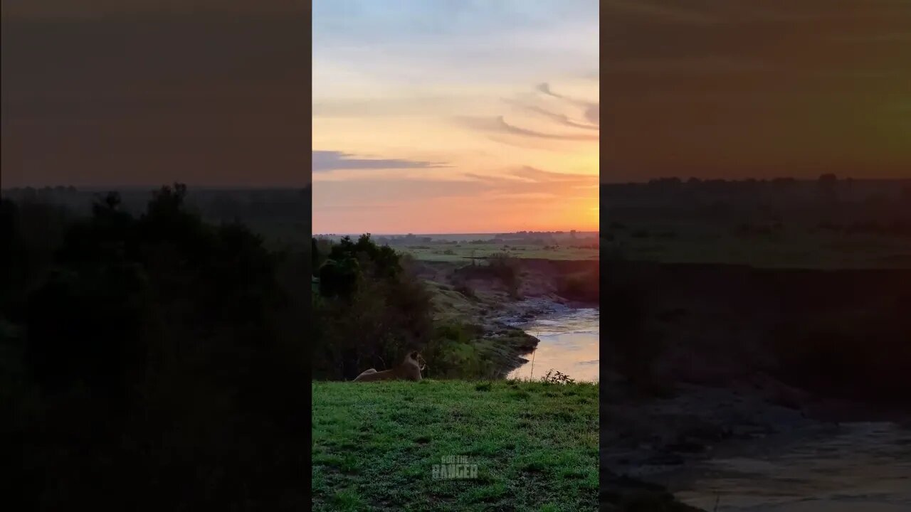 Sun Rising Over Lionesses #Wildlife | #ShortsAfrica