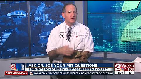 Ask Dr. Joe your pet questions