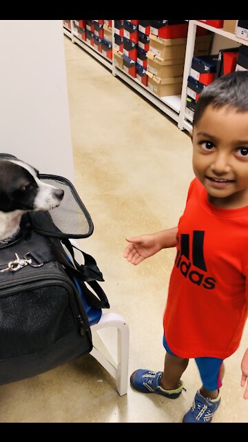 Toddler Enjoying Puppy At The Store