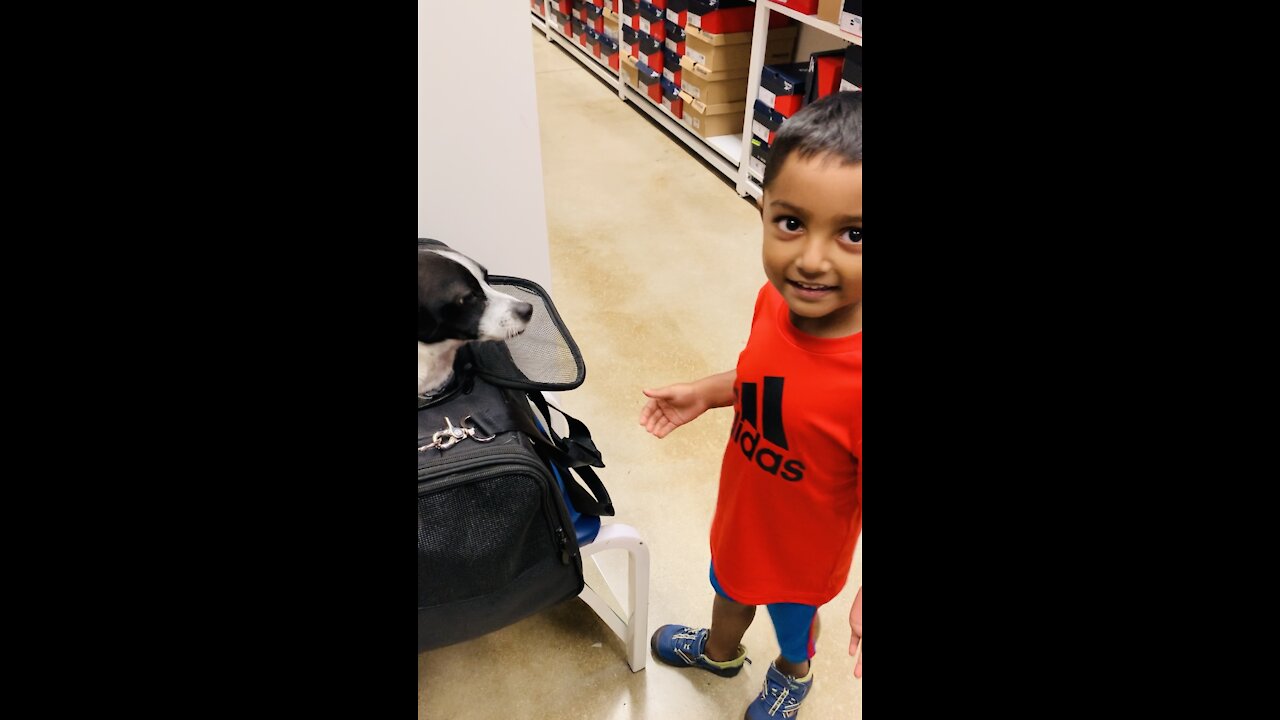 Toddler Enjoying Puppy At The Store