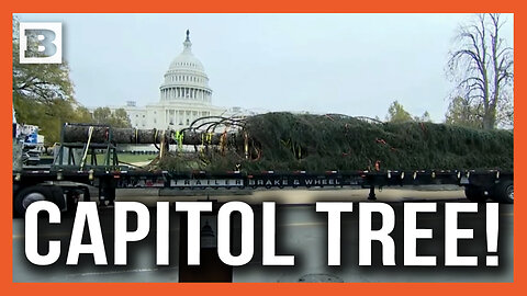A Capitol Christmas! U.S. Capitol Christmas Tree "Spruce Wayne" Arrives in D.C.