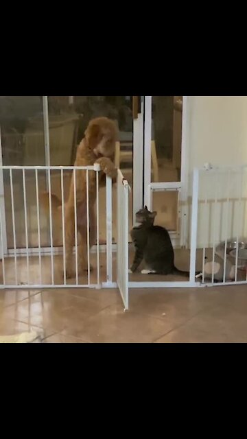 Big Dog Scared To Walk Past Cat