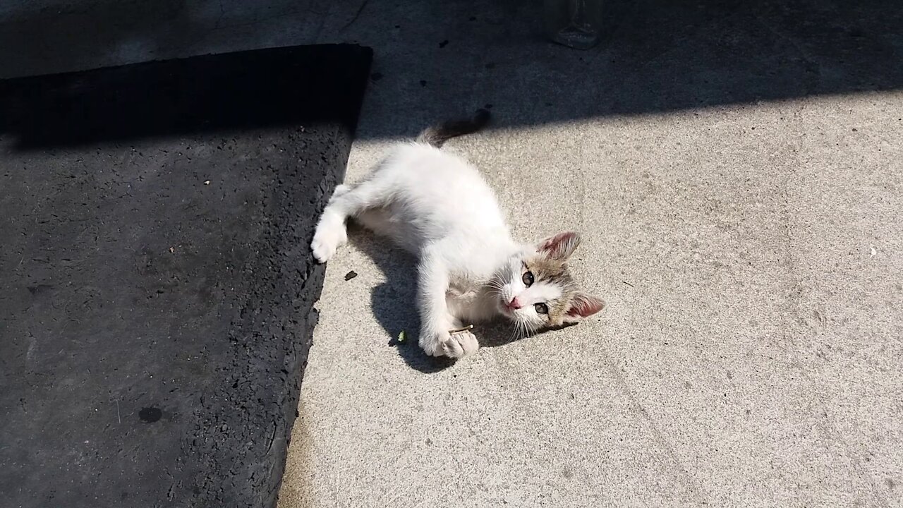 Cat eating grass.(44day old cat - part6)