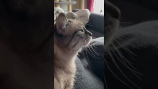 Cat enjoying a sound #cat #sound