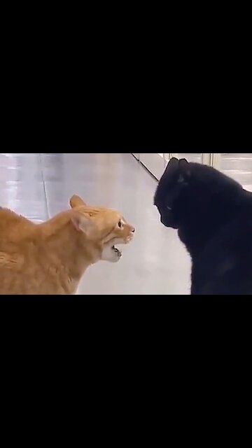 Kucing Oreng Ngajak Berantem Sama Kucing Hitam