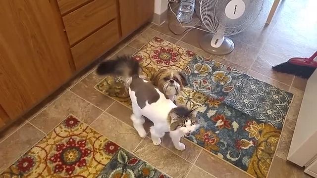 Dog and cat show off their summer grooming look