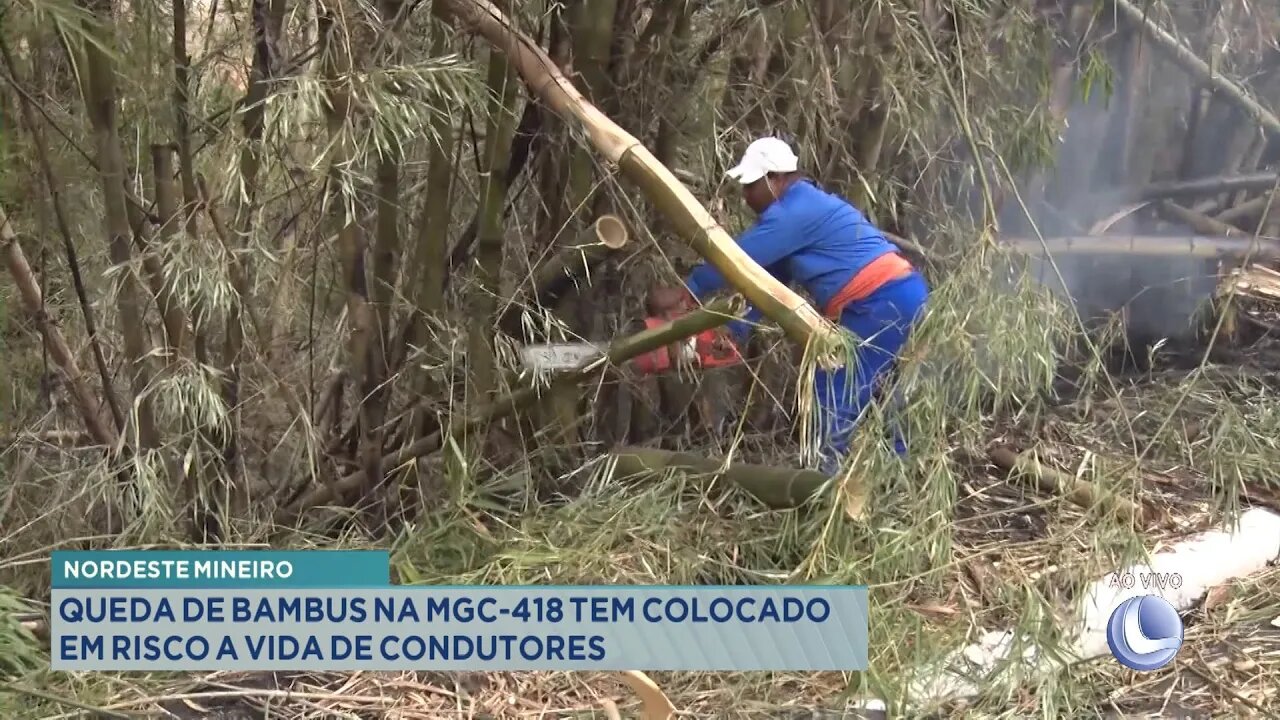 Nordeste Mineiro: Queda de Bambus na MGC-418 tem colocado em risco a vida de Condutores.