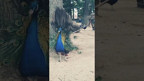 peacock nice butiful#trendingshorts