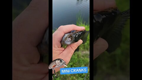 Choked It! #shorts #short #shortvideo #shortsvideo #shortsfeed #share #fish #fishing #fyp #fypシ #fy