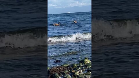 Surfer Geese #beach #goose #shorts