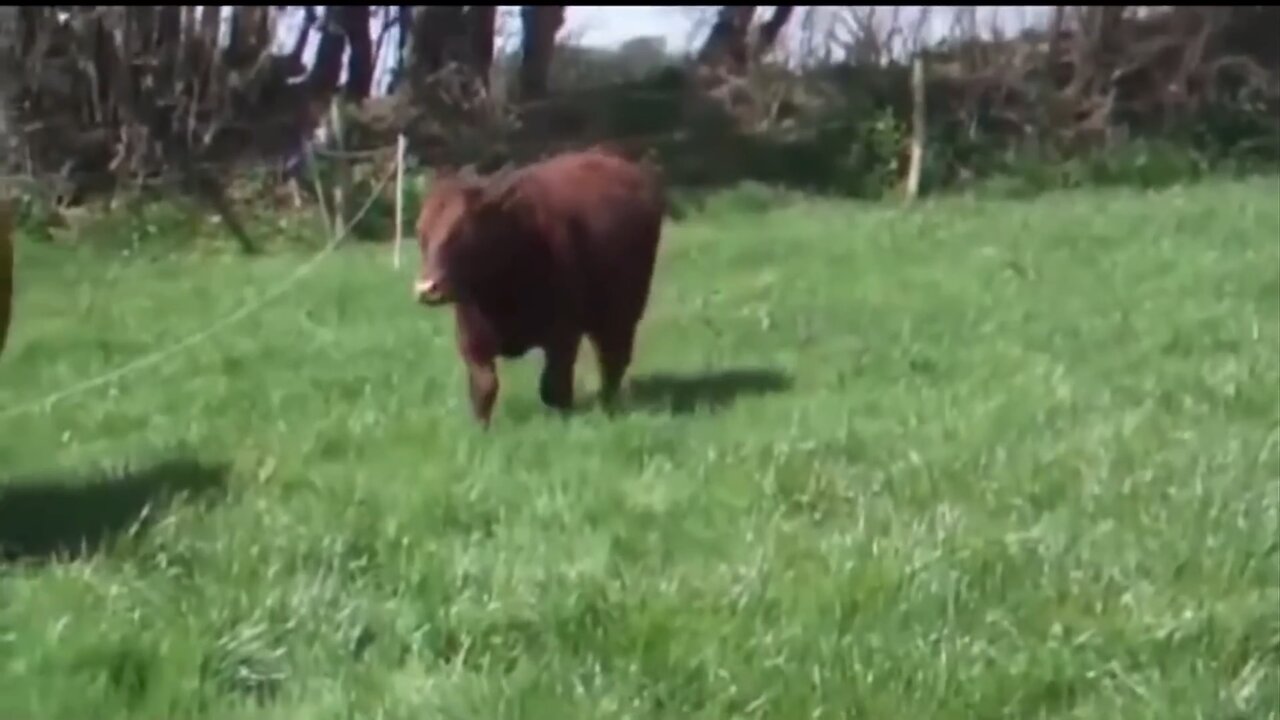 Mooooo get out the way