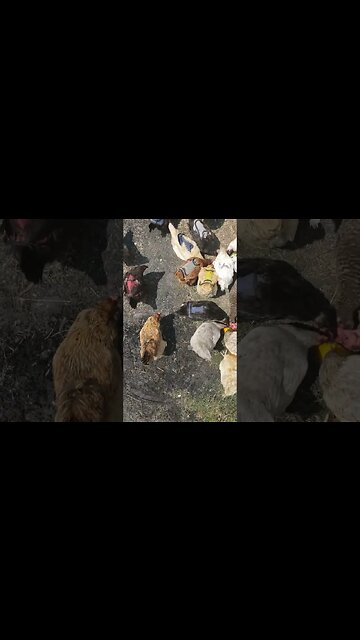 Cool Treats On A Hot Day #chickens #chickenlife #homesteading