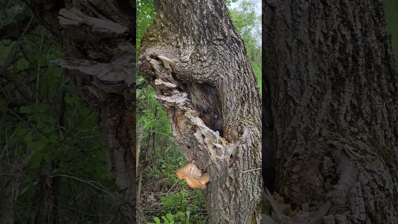 Natere 8 Crunchy Trail sounds with bird sounds