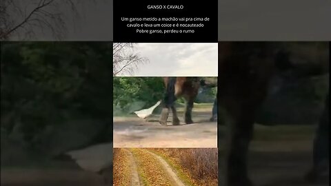 Ganso machão é nocauteado por cavalo