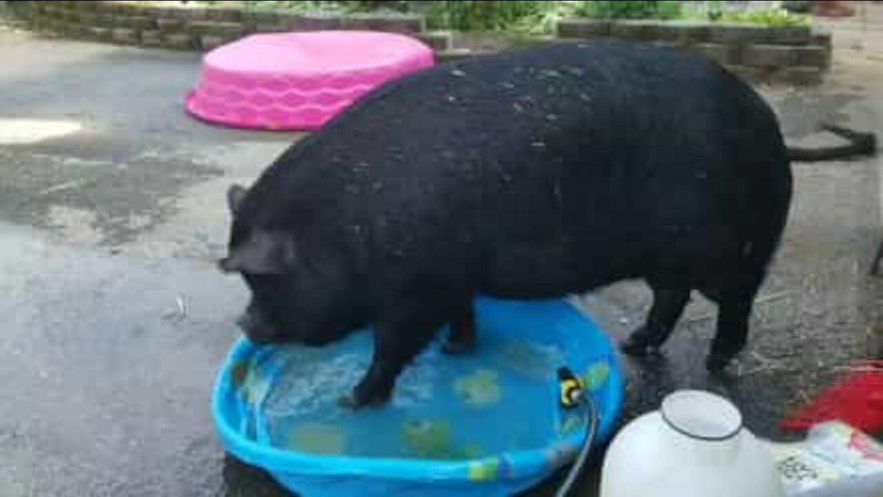 Un maiale troppo grande per la piscina