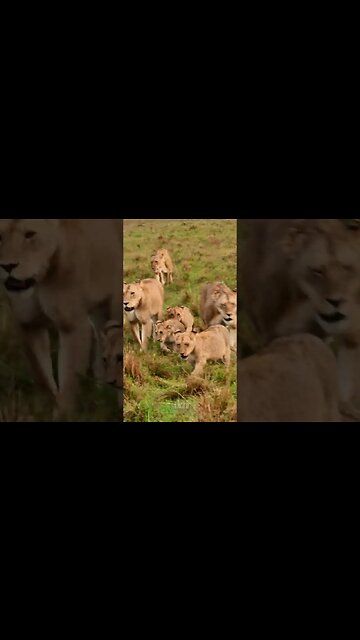 Lion Pride On The Move #shorts | #ShortsAfrica