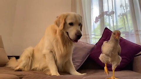 Golden Retriever and Chick Funny Reaction