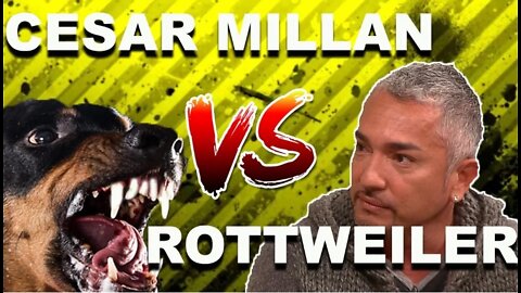 Rottweiler vs Cesar Millan, OVERPROTECTIVE