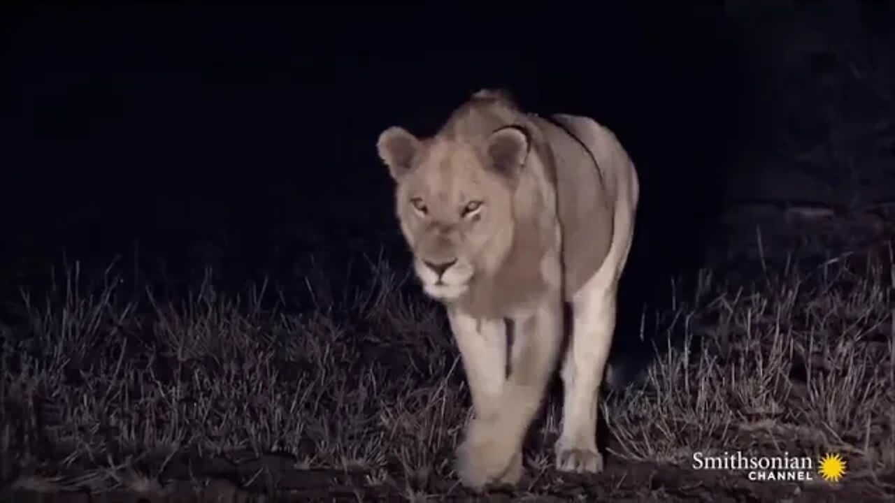 10 Craziest Animal Fights in the Animal Kingdom 🐍 Lions, Hippos, Cobras! Smithsonian Channel @@@ 3