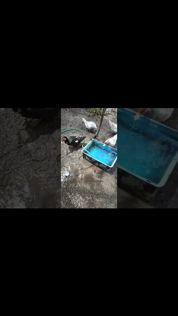 Muscovy Ducks are looking for some worms 25th March 2023