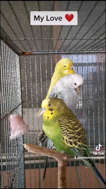 My Bird Love ❤️