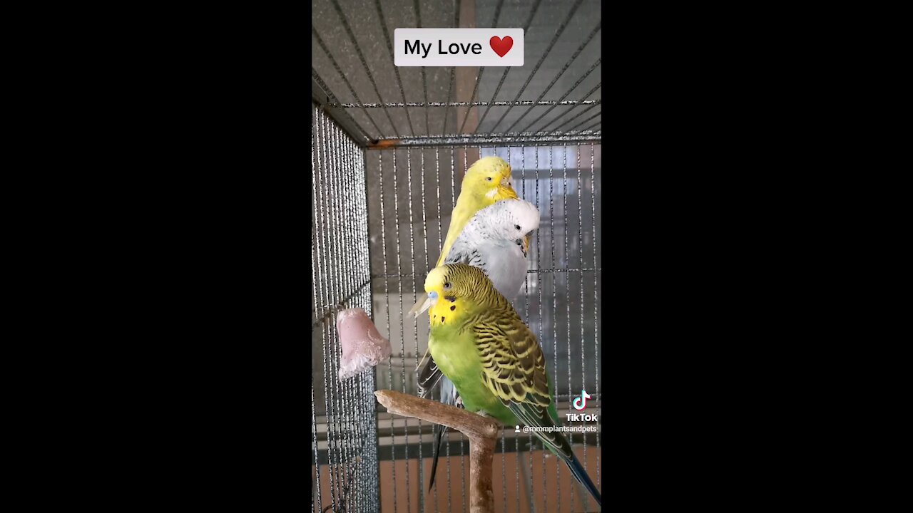 My Bird Love ❤️