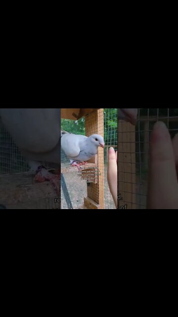 1Min Animal World #dogs #cats #pet