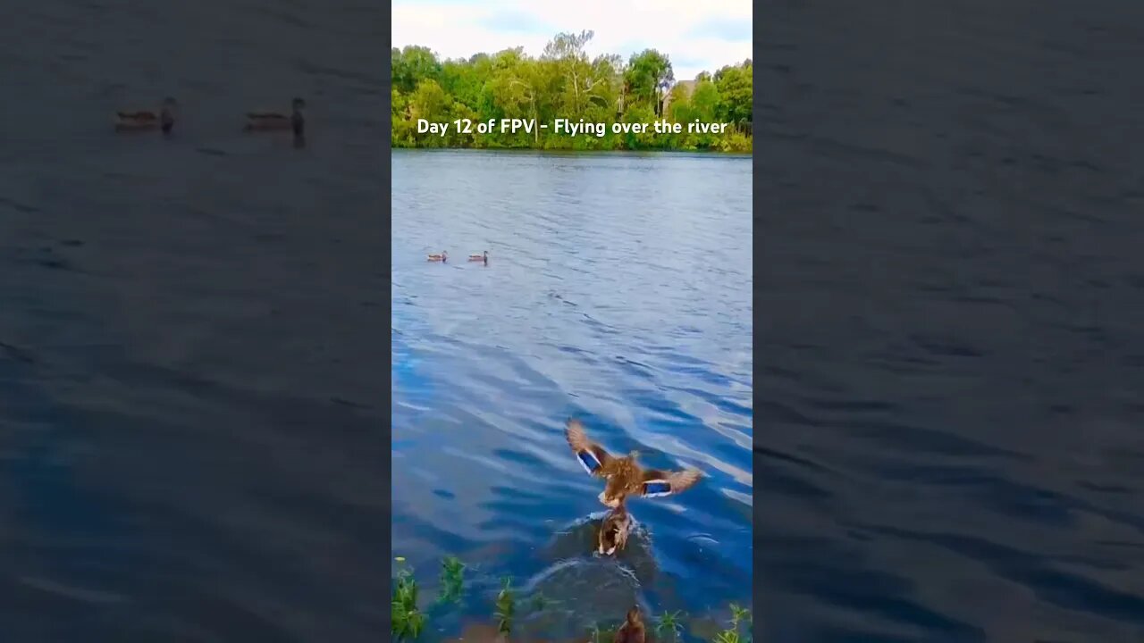 Day 12 of FPV - Flying over the river. The ducks didn't like the drone so much. Beautiful views.