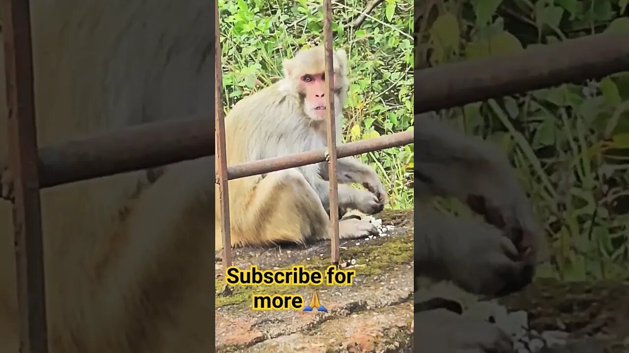 khalasi 🫠🫠😝😜😜😜#khalasi #monky 🤩 #viralvideo #viralshorts #shorts