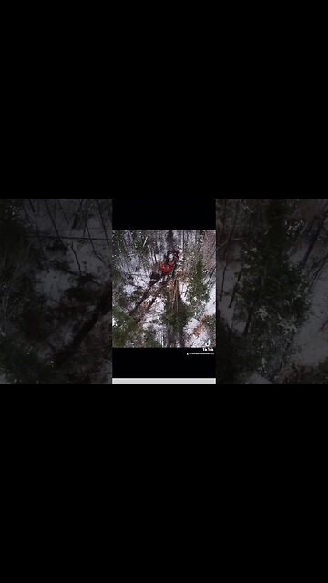 Boss man layin it down #chainsaw #610 #husqvarna372xp #234b #tigercat