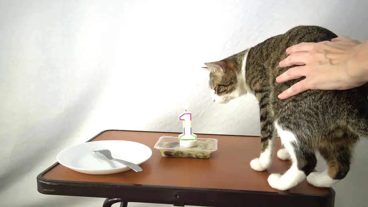 Happy Birthday Rudolph, Cute Cat Celebrates His First Year