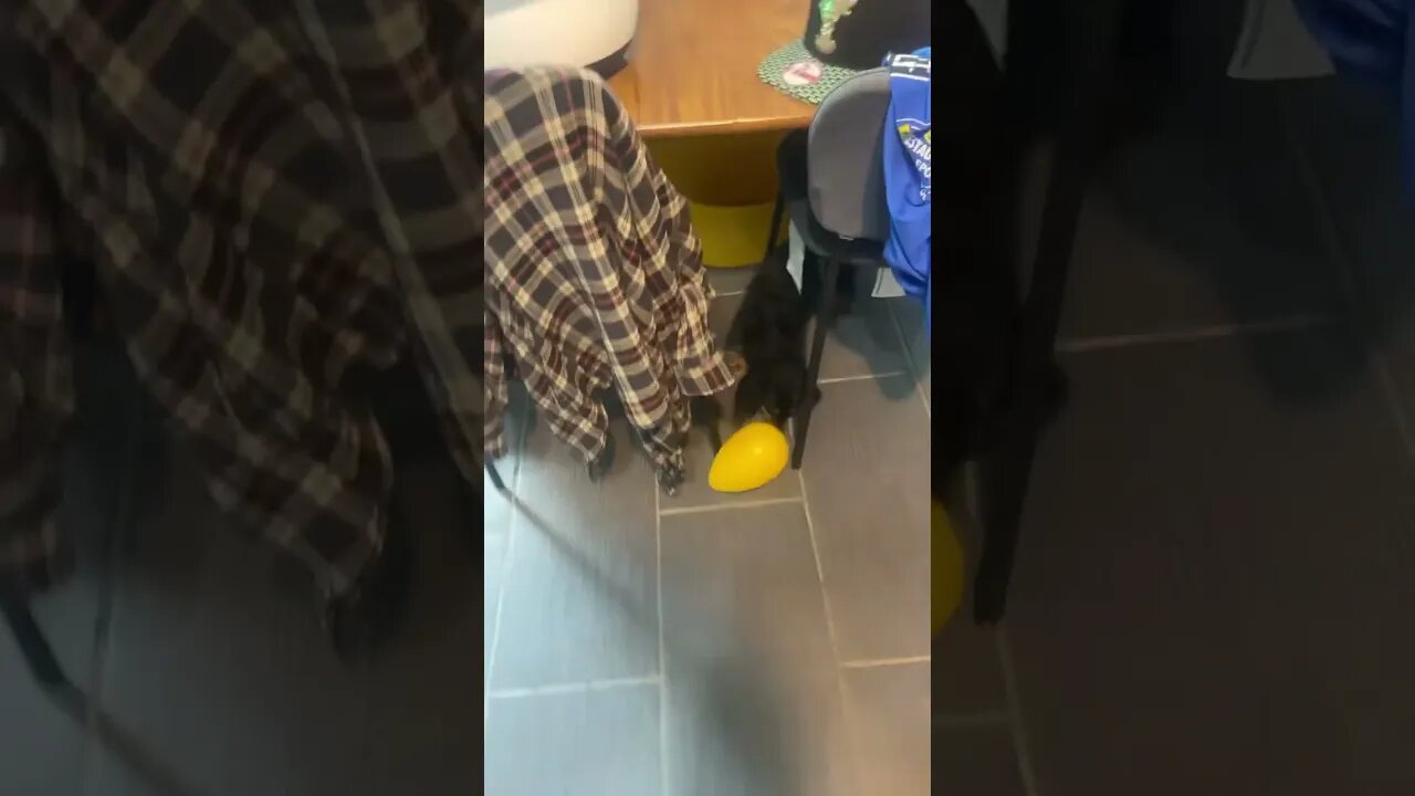 THIS EGG IS DRIVING HIM CRAZY #shorts