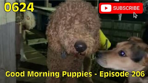 [0624] GOOD MORNING PUPPIES - EPISODE 206 [#dogs #doggos #doggies #puppies #dogdaycare]