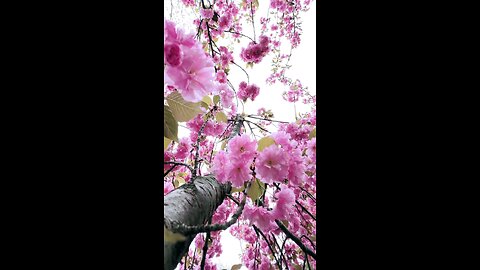 Beautiful Nature