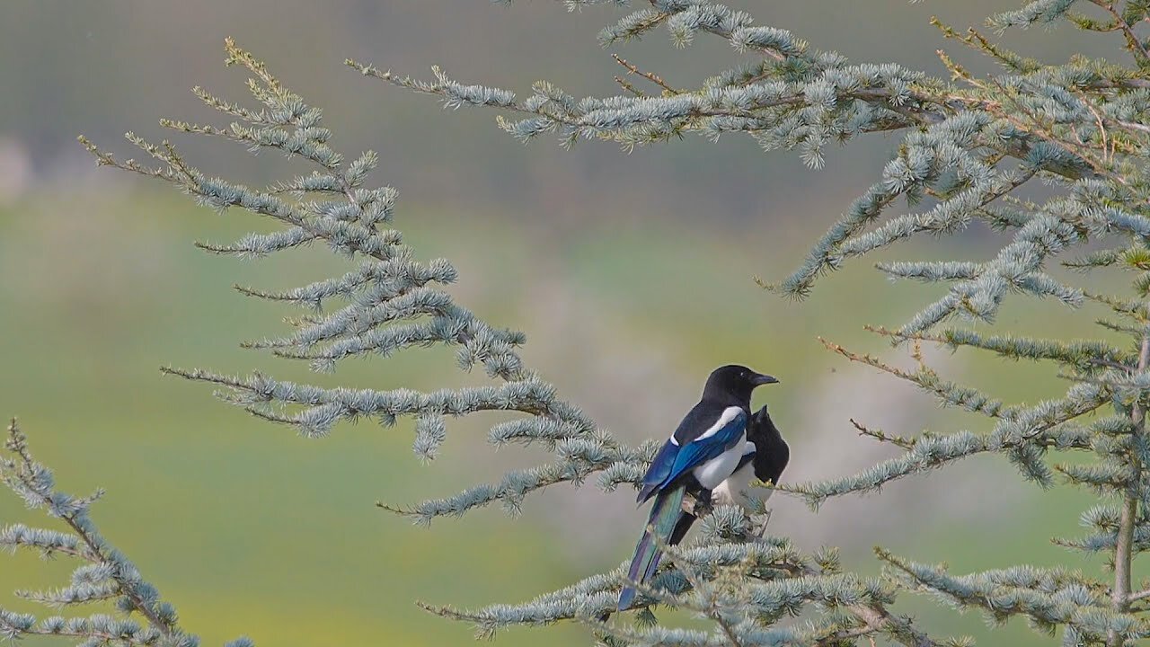 Elster Birds - Magpie - Slow Motion HD Video - Very Graceful