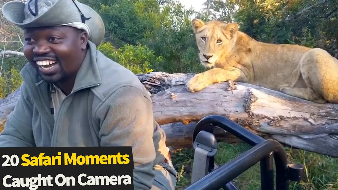 26 Incredible Safari Moments Caught on Camera