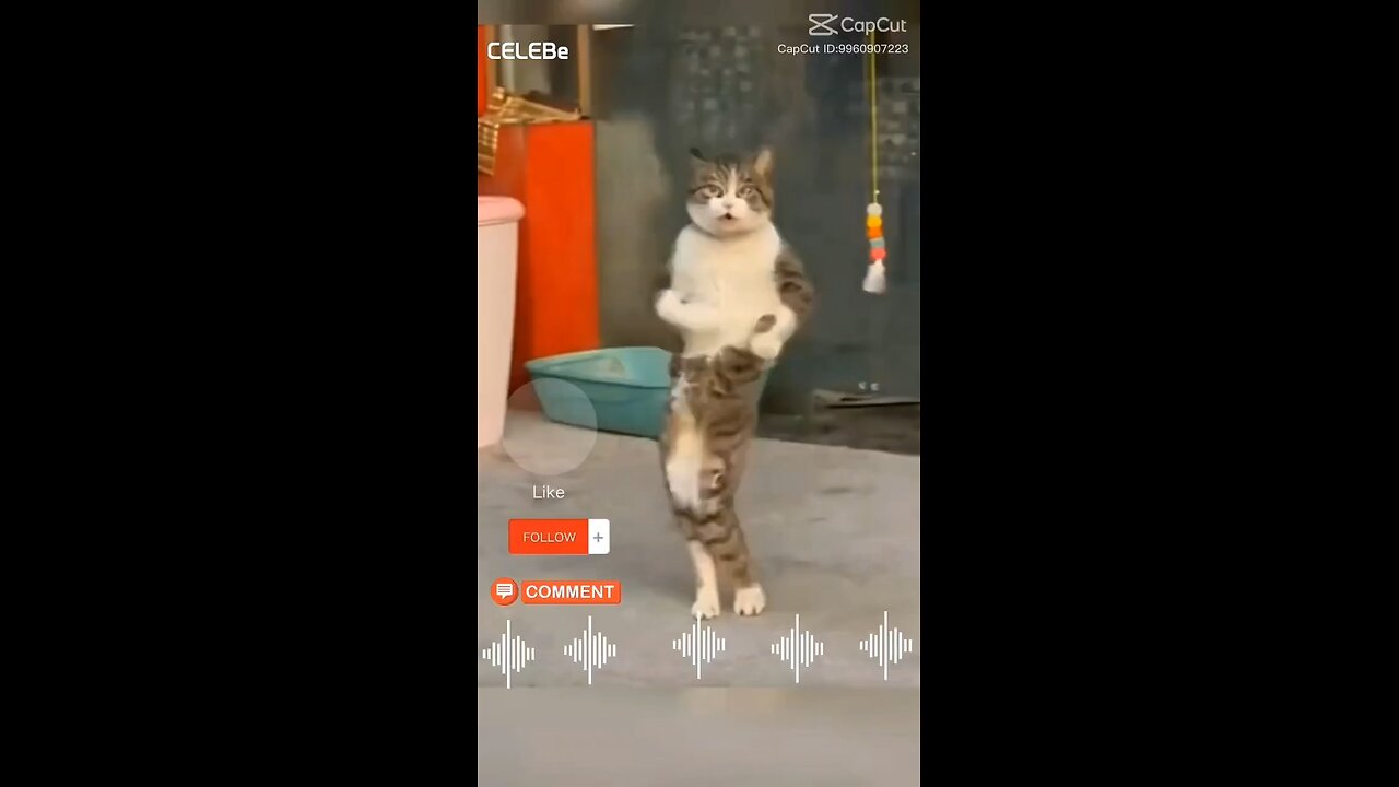 Crazy Cat