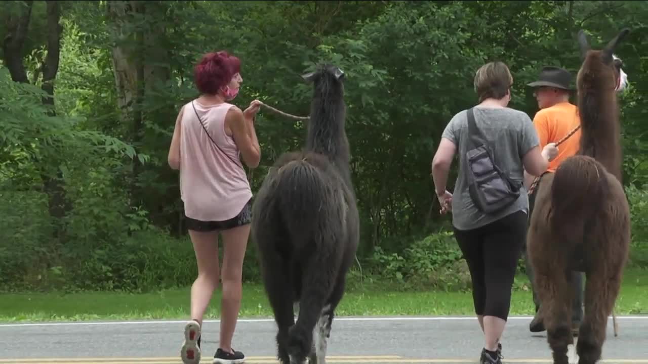 Walk with a llama at Hemstreet Farm in East Aurora