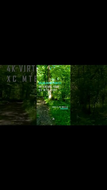 Calugareni Forest | Calugareni, Giurgiu | Ambiental music | 4k Virtual Tour | 🇷🇴