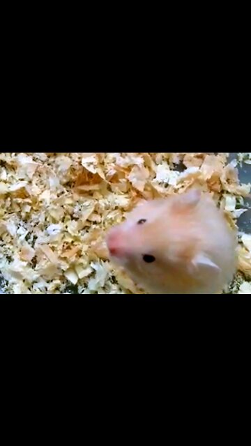 The cute satin hamster itself is free without friends